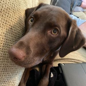 Meet your Posher, Brandy